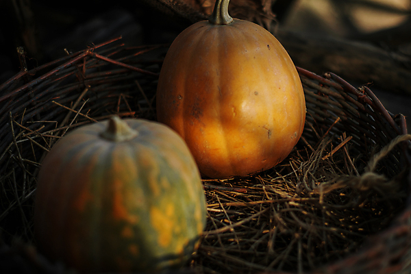 포토 JPG 해외이미지 라이프스타일 계절 음식 백그라운드 농업 채소 과일 자연 호박 건강 사람없음 장식 세로 컬러풀 농장 바구니 수확 가을 시골 신선 그룹 인스턴트 스위스 유기농 박 건강식 10월 숙성 정물화 채식주의자 해외포토 웰빙 유럽 산업 컬러 생활 날짜 그림 생태계 채식 파일형식 이미지허브