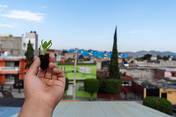 포토 JPG 해외이미지 나무 식물 여자 지구 어린이 잎 농업 채소 자연 함께함 관리 사람 성인 사람없음 야외 초록색 글로벌 환경 정원 흙 우정 성장 신선 잡기 도시 보호 에코 원예 생물학 먼지 시금치 모종 생태학 해외포토 교육 산업 컬러 컨셉 모션 취미 친구 생태계 파일형식 이미지허브