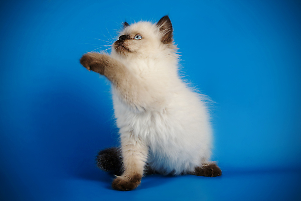 포토 JPG 해외이미지 한마리 사람없음 파란색 반려동물 고양이 네바마스커레이드 해외포토 동물 1 컬러 포유류 파일형식 이미지허브