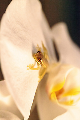 포토 JPG 해외이미지 동물 야생동물 자연 개구리 양서류 사람없음 아기 난초 청개구리 플로리다 해외포토 식물 사람 미국 생태계 파일형식 이미지허브