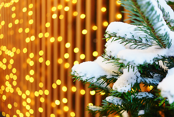 포토 JPG 해외이미지 나무 전통 디자인 계절 별 리본 백그라운드 크리스마스 겨울 공 휴가 새로움 선물 사람없음 장식 빨간색 초록색 빛 컬러풀 장난감 축제 화환 흰색 나뭇가지 축하 소나무 신용카드 황금 연도 전나무 고립 가문비나무 해외포토 자연요소 식물 기념일 꽃 컬러 컨셉 금융 파일형식 이미지허브