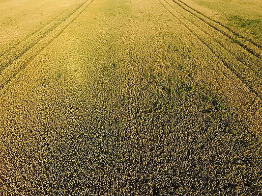 포토 JPG 해외이미지 식물 계절 음식 줄기 백그라운드 밭 농업 그림자 옥수수 씨앗 사람없음 초록색 농작물 햇빛 뷰티 농장 노란색 수확 성장 시골 낟알 시리얼 밀 유기농 질감 보리 문학 부드러움 스파이크 밀짚 드론 밭일 호밀 세련 해외포토 웰빙 산업 컬러 곡류 태양 감각 짚 파일형식 이미지허브