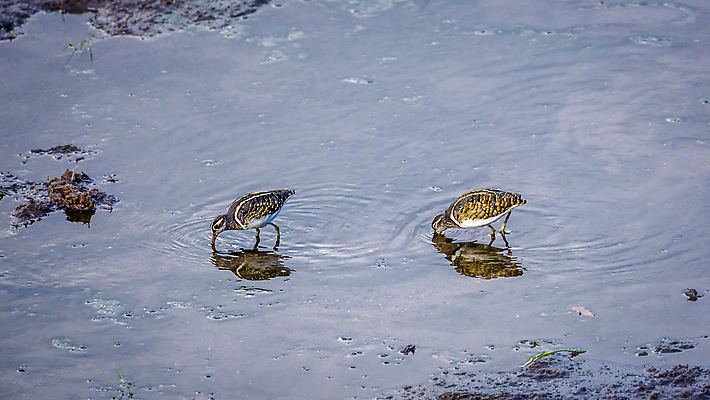 포토 JPG 해외이미지 동물 야생동물 2 아프리카 자연 조류 파노라마 국립공원 사람없음 관광지 보호 먹기 사파리 파란배경 물새 남아프리카 보츠와나 보호구역 해외포토 공원 나라 여행 백그라운드 컨셉 모션 촬영기법 파란색 생태계 구역 파일형식 이미지허브
