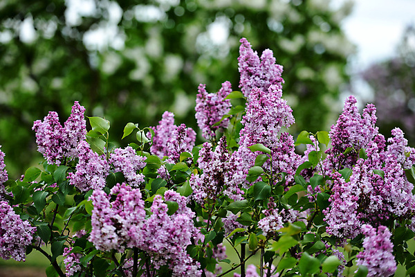 포토 JPG 해외이미지 나무 식물 디자인 계절 꽃 분홍색 꽃다발 백그라운드 잎 꽃무늬 자연 사람없음 초록색 뷰티 정원 보라색 봄 벚꽃 흰색 신선 개화 닫기 다발 제비꽃 질감 아로마 라일락 내추럴 해외포토 컬러 무늬 모션 생태계 파일형식 이미지허브