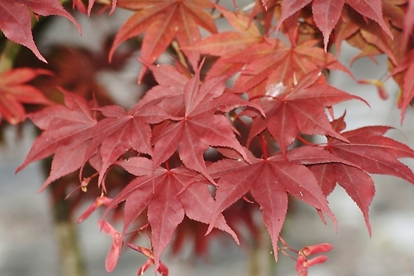 포토 JPG 해외이미지 나무 식물 접시 꽃 종이 음식 분홍색 백그라운드 단풍 잎 비즈니스 가족 탁자 주택 사랑 사람없음 장식 노트북 사무실 알약 케이크 꽃병 방 가을 닫기 작음 큼 자르기 고립 해외포토 식기 계절 감정 컬러 가구 관계 모션 디저트 건물 전자제품 약 크기 파일형식이미지허브 