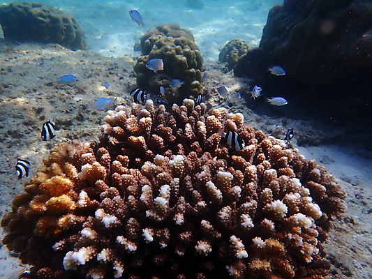 포토 JPG 해외이미지 동물 척추동물 야생동물 바다 자연 어류 사람없음 물 바닷속 산호 생태계 해외포토 자연요소 수중 수중동물 자포동물 파일형식 이미지허브