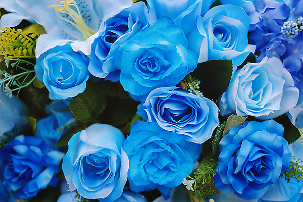 포토 JPG 해외이미지 식물 디자인 꽃잎 꽃 행복 꽃다발 결혼 백그라운드 잎 꽃무늬 패턴 자연 벽지 결혼식 휴가 기념 발렌타인데이 사랑 사람없음 장식 초록색 파란색 컬러풀 뷰티 장미 보라색 봄 벚꽃 흰색 축하 신선 닫기 달콤 다발 제비꽃 약혼 내추럴 인공 해외포토 계절 감정 컬러 컨셉 무늬 모션 데이이벤트 이벤트 맛 생태계 약속 파일형식 이미지허브