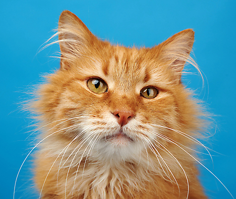 포토 JPG 해외이미지 한마리 응시 근접촬영 사람없음 반려동물 갈색 귀여움 고양이 반려묘 해외포토 동물 1 시선 뷰포인트 컬러 컨셉 포유류 파일형식 이미지허브