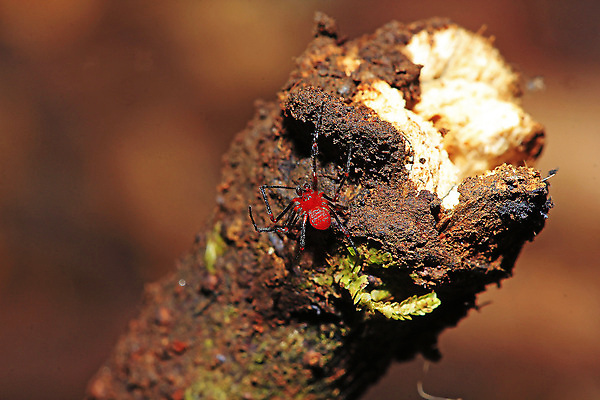포토 JPG 해외이미지 동물 곤충 잎 자연 사람없음 빨간색 초록색 나뭇가지 닫기 선택 벌레 작음 딱정벌레 묘사 거미 기생충 기어가기 벨벳 해외포토 나무 식물 컬러 컨셉 모션 바이러스 크기 실크 생태계 파일형식 이미지허브
