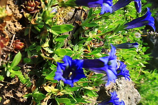 포토 JPG 해외이미지 식물 꽃 백그라운드 자연 산 사람없음 초록색 파란색 뷰티 정원 봄 벚꽃 신선 개화 내추럴 고립 바이에른 해외포토 계절 컬러 독일 생태계 파일형식 이미지허브