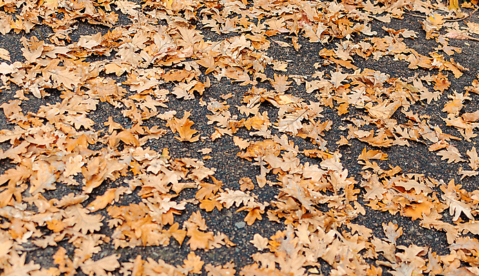 포토 JPG 해외이미지 백그라운드 단풍 낙엽 풍경 사람없음 갈색 가을 해외포토 계절 컬러 잎 파일형식 이미지허브