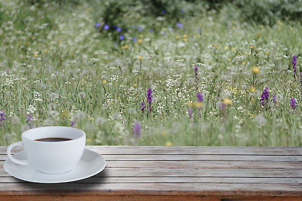 포토 JPG 해외이미지 식물 디자인 꽃 행복 커피 백그라운드 잎 밭 자연 탁자 하늘 휴식 풍경 사람없음 야외 목재 컵 초록색 여름 빛 뷰티 환경 보라색 봄 공백 흰색 신선 뜨거움 질감 장면 에스프레소 카피스페이스 해외포토 나무 식기 계절 감정 음료 컬러 가구 컨셉 농업 재료 생태계 파일형식 이미지허브