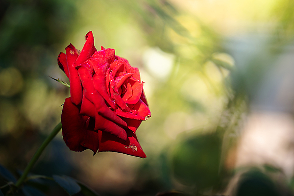 포토 JPG 해외이미지 식물 계절 꽃 분홍색 백그라운드 잎 밭 비즈니스 자연 불꽃 선물 사랑 풍경 사람없음 야외 장식 빨간색 초록색 여름 햇빛 장미 노란색 상점 봄 벚꽃 가을 흰색 그룹 시장 허브 주기 원예 제비 해외포토 감정 컬러 농업 모션 조류 불 취미 태양 생태계 파일형식 이미지허브