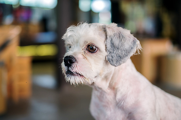 포토 JPG 해외이미지 동물 1 응시 여자 얼굴 포유류 털 사람없음 야외 반려동물 머리 폭포 흰색 닫기 개 강아지 작음 노려봄 송곳니 기르기 해외포토 시선 컬러 모션 자연 표정 사람 신체부위 치아 크기 돌봄 파일형식 이미지허브