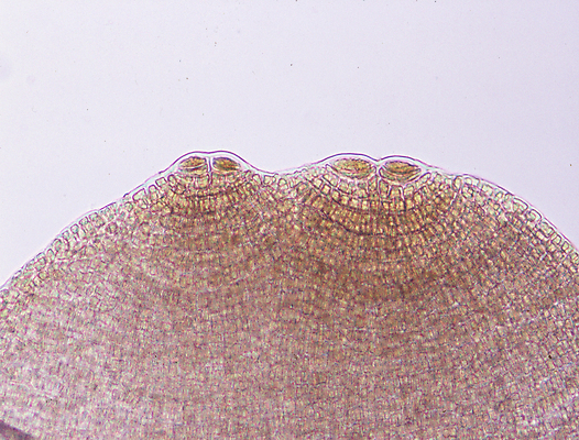 포토 JPG 해외이미지 세포 사람없음 물 갈색 원형 조직 해조류 확대 분할 해외포토 자연요소 도형 컬러 해양식물 파일형식 이미지허브