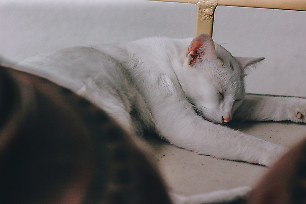 포토 JPG 해외이미지 동물 종이 지구 얼굴 여행 백그라운드 컨셉 지도 비즈니스 포유류 자연 주택 털 앉기 사람없음 단어 반려동물 세계 글로벌 노란색 지구본 고양이 행성 정보 흰색 도시 잠 원형 네트워크 모피 대륙 솜털 고립 여의주 지리 해외포토 도형 문자 컬러 모션 건물 신체부위 우주 생태계 파일형식 이미지허브