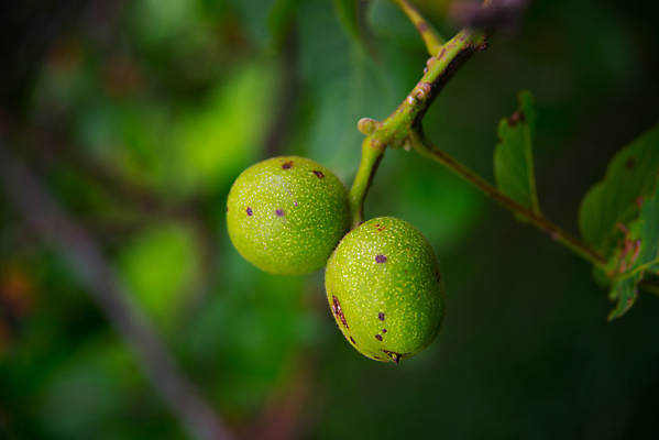 포토 JPG 해외이미지 계절 음식 백그라운드 잎 과일 자연 탁자 건조 건강 씨앗 사람없음 목재 가로 갈색 노란색 견과류 수확 껍질 흰색 오픈 그룹 맛 널 이슬람교 먹기 책상 유기농 질감 복고 알맹이 날것 호두 흙더미 내추럴 폭식 개암나무 고립 그런지 라마단 옛날 채식주의자 해외포토 나무 식물 웰빙 종교 컬러 가구 컨셉 농업 재료 모션 흙 생태계 채식 파일형식 더미 이미지허브