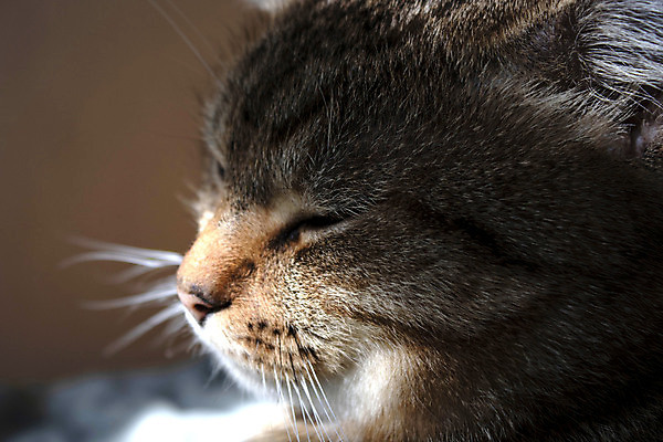 포토 JPG 해외이미지 동물 응시 얼굴 백그라운드 장난 포유류 놀이 털 함께함 한명 사람없음 가로 반려동물 평화 귀여움 믿음 고양이 회색 흰색 닫기 모피 혀 호기심 코 슛 부드러움 브라질 솜털 동반자 심각 해외포토 1 시선 감정 컬러 컨셉 모션 사람 신체부위 입 감각 남아메리카 파일형식 이미지허브