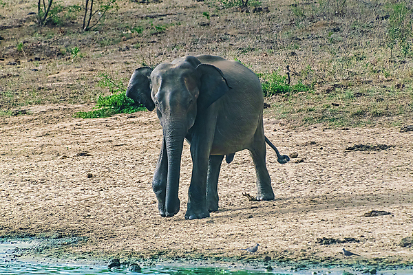 포토 JPG 해외이미지 동물 1 공원 아시아 호수 야생동물 여행 포유류 아프리카 자연 코끼리 서기 동양인 사람없음 야외 물 강 달리기 환경 힘 산책 회색 황무지 보호 군중 큼 사파리 싱글 먼지 상아 멸종 내추럴 사바나 생태학 스리랑카 전국 해외포토 자연요소 공공시설 교육 나라 컬러 컨셉 모션 휴식 사람 인종 크기 생태계 파일형식 이미지허브