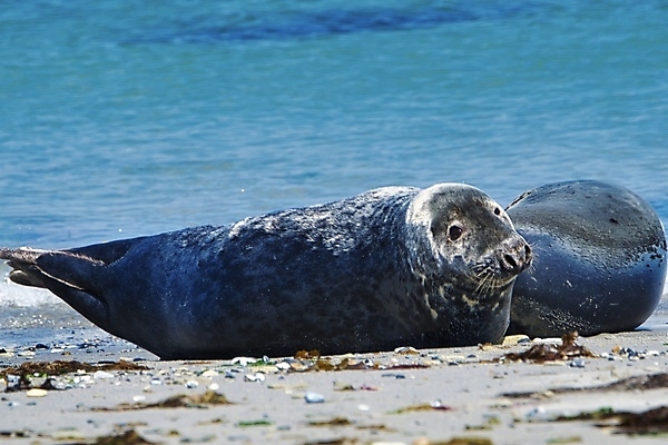 포토 JPG 해외이미지 동물 유럽 야생동물 모래 파도 바다 섬 포유류 자연 털 독일 종류 성인 사람없음 야외 물 파란색 머리 수영 회색 만 물개 북쪽 대서양 내추럴 해외포토 자연요소 나라 컬러 사람 신체부위 바다동물 수상스포츠 방향 생태계 파일형식 이미지허브