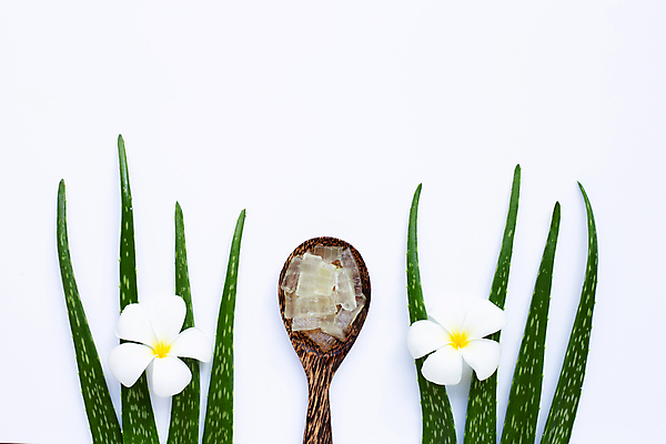 포토 JPG 해외이미지 스튜디오촬영 꽃 실내 사람없음 하이앵글 뷰티 흰배경 알로에 해외포토 식물 뷰포인트 백그라운드 내부 흰색 파일형식 이미지허브