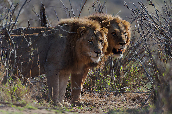 포토 JPG 해외이미지 동물 응시 남자 야생동물 포유류 아프리카 자연 아침 털 사람없음 야외 빛 환경 고양이 사막 황무지 보호 위험 사자 큼 사파리 육식동물 갈기 사냥꾼 사자자리 남쪽 내추럴 동물상 칼라하리 힘찬 해외포토 주간 직업 시선 나라 컨셉 사람 반려동물 조형물 별자리 크기 방향 생태계 파일형식 이미지허브