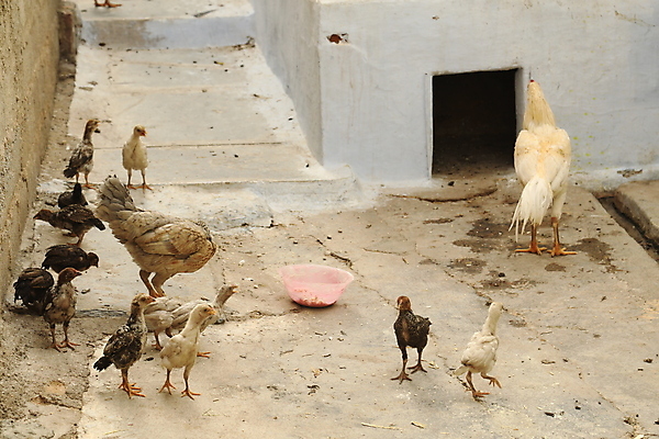 포토 JPG 해외이미지 동물 아시아 도로 음식 거리 함께함 병아리 동양인 사람없음 반려동물 쌓기 평화 마을 치킨 농촌 시골 도시 돼지 쓰레기 폐기물 먹이 가난 거절 먹기 냄새 먼지 진흙 타운 낭비 빈민가 암탉 해외포토 나라 길 컨셉 포유류 교통시설 모션 조류 인종 닭 암컷 닭고기요리 파일형식 교통 사람 시설 이미지허브