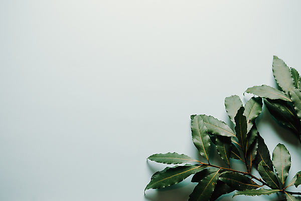 포토 JPG 해외이미지 백그라운드 잎 실내 사람없음 초록색 흰색 카피스페이스 해외포토 식물 컬러 내부 공백 파일형식 이미지허브