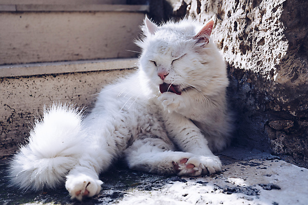 포토 JPG 해외이미지 동물 응시 행복 얼굴 여행 백그라운드 컨셉 포유류 자연 휴식 거리 주택 털 앉기 사람없음 야외 여름 반려동물 뷰티 귀여움 고양이 흰색 보행자 핥기 씻기 청소 혀 지중해 솜털 노숙자 거짓말 기르기 위생관리 유래 그루밍 해외포토 시선 계절 감정 바다 컬러 모션 관리 건물 신체부위 청결 입 생태계 돌봄 파일형식 이미지허브