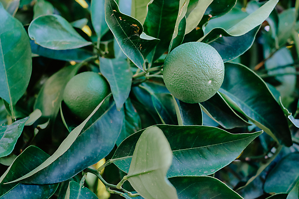 포토 JPG 해외이미지 나무 식물 음식 잎 농업 과일 자연 건강 사람없음 야외 초록색 정원 수확 성장 나뭇가지 신선 레몬 유기농 날것 호두 라임 내추럴 숙성 해외포토 웰빙 산업 컬러 견과류 생태계 파일형식 이미지허브