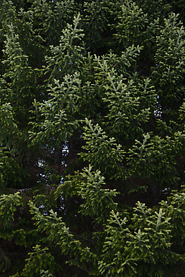 포토 JPG 해외이미지 나무 식물 계절 여행 백그라운드 잎 크리스마스 겨울 패턴 자연 추상 사람없음 야외 목재 장식 초록색 뷰티 환경 봄 나뭇가지 신선 소나무 숲 묘사 질감 부드러움 북쪽 상록수 침엽수 전나무 원뿔 내추럴 생태학 가문비나무 해외포토 도형 교육 기념일 컬러 무늬 재료 감각 방향 생태계 파일형식 이미지허브