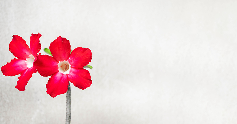 포토 JPG 해외이미지 나무 식물 꽃잎 꽃 분홍색 백그라운드 잎 꽃무늬 태국 자연 사람없음 빨간색 초록색 컬러풀 뷰티 장미 정원 봄 사막 성장 벚꽃 신선 개화 진달래 내추럴 해외포토 계절 아시아 컬러 무늬 생태계 파일형식 이미지허브