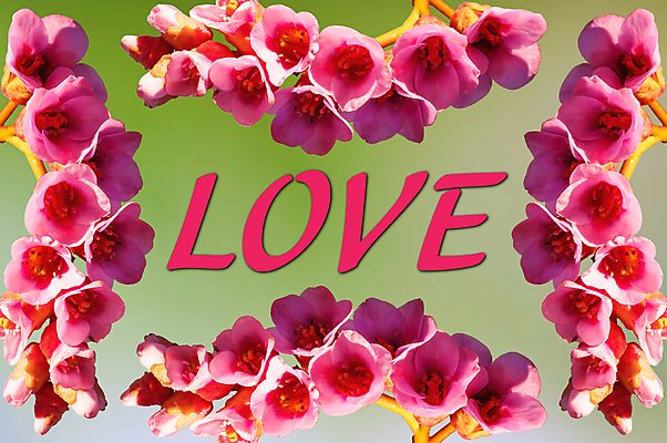 포토 JPG 해외이미지 식물 디자인 계절 꽃잎 꽃 행복 줄기 결혼 백그라운드 잎 꽃무늬 자연 벽지 새로움 발렌타인데이 사랑 미술 사람없음 장식 빛 뷰티 장미 우주 보라색 봄 성장 벚꽃 축하 인사 신선 체리 닫기 묘사 초대 부드러움 고립 엘리먼트 해외포토 감정 컬러 컨셉 무늬 과일 모션 데이이벤트 문화예술 이벤트 예절 감각 생태계 파일형식 이미지허브