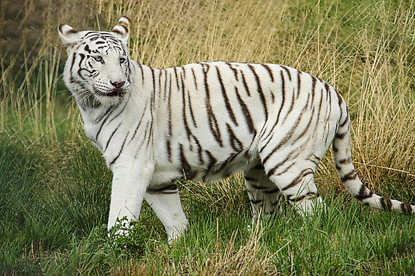 포토 JPG 해외이미지 주간 한마리 응시 야생동물 동물원 사람없음 야외 맹수 백호 해외포토 자연요소 동물 1 시선 호랑이 파일형식 사방신 이미지허브
