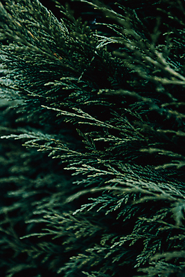 포토 JPG 해외이미지 백그라운드 잎 자연 사람없음 아웃포커스 초록색 소프트포커스 해외포토 식물 컬러 촬영기법 생태계 파일형식 이미지허브