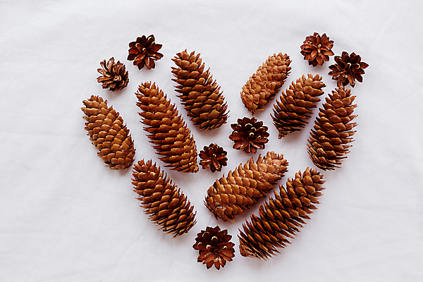 포토 JPG 해외이미지 백그라운드 자연 사랑 사람없음 흰색 하트 소나무 심볼 질감 솔방울 전나무 원뿔 해외포토 모양 도형 나무 감정 컬러 생태계 파일형식 이미지허브