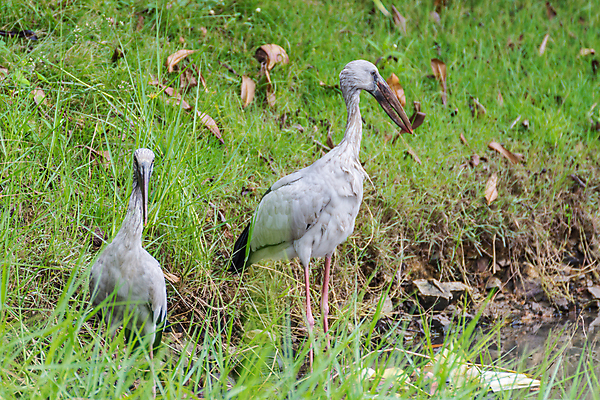 포토 JPG 해외이미지 식물 동물 공원 아시아 호수 야생동물 자연 조류 낚시 앉기 사람없음 야외 물 컬러풀 뷰티 반사 환경 정원 흰색 관찰 연못 황무지 습지 큼 먹기 깃털 사냥 내추럴 동물상 생태학 전국 해외포토 자연요소 공공시설 교육 나라 컬러 모션 레저 조형물 크기 생태계 파일형식 이미지허브