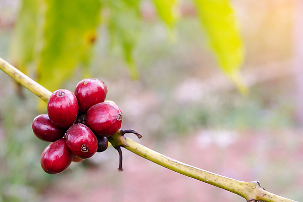 포토 JPG 해외이미지 나무 식물 열매 꽃 산업 아시아 커피 음료 음식 여행 잎 밭 농업 과일 자연 콩 씨앗 사람없음 빨간색 초록색 농장 일몰 카페 원두 수확 성장 나뭇가지 신선 뜨거움 낟알 굽기 유기농 날것 아로마 발리 에스프레소 깊이 밭일 생태학 숙성 아라비카 카페인 해외포토 웰빙 교육 나라 컬러 섬 곡류 노을 상점 구이 생태계 인도네시아 파일형식 이미지허브