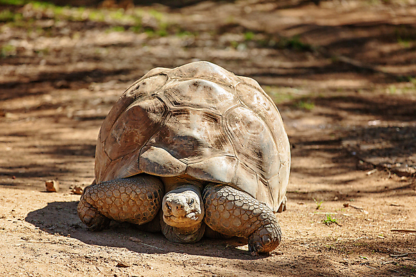 포토 JPG 해외이미지 동물 행복 야생동물 섬 포유류 파충류 자연 열대 종류 양서류 사람없음 갈색 머리 힘 껍질 주름 거북이 숲 위험 큼 땅 피부 목 갈라파고스 멸종 서식지 느림 거인 안장 갑옷 옛날 이국적 착취 해외포토 감정 컬러 컨셉 신체부위 보호장비 크기 생태계 에콰도르 파일형식 이미지허브