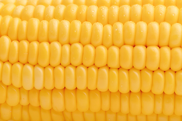 포토 JPG 해외이미지 모양 식물 산업 음식 백그라운드 농업 다이어트 채소 과일 재료 자연 프레임 건강 옥수수 씨앗 사람없음 농작물 농장 노란색 젖음 수확 성장 시골 신선 달콤 맛 상품 낟알 시리얼 가득함 유기농 질감 알맹이 날것 귀 노젓기 내추럴 줄서기 채식주의자 해외포토 웰빙 컬러 컨셉 모션 곡류 신체부위 생태계 채식 파일형식 이미지허브