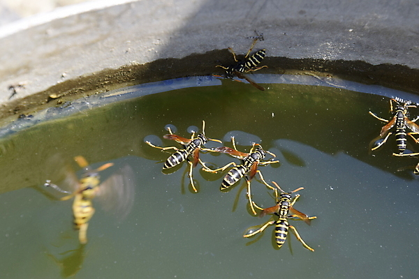 포토 JPG 해외이미지 동물 호수 음료 야생동물 곤충 날개 자연 표면 안테나 주사기 성인 사람없음 물 여름 강 갈색 노란색 검은색 힘 마시기 뜨거움 독약 닫기 핥기 말벌 큼 갈증 벌 양동이 싱크대 물주기 날카로움 육식동물 온도 찌르기 수유 해외포토 자연요소 계절 컬러 통신 의료기기 모션 사람 벌_곤충 크기 개수대 생태계 파일형식 이미지허브