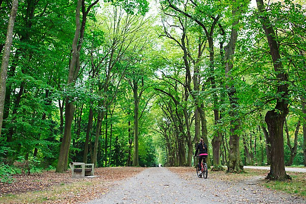 포토 JPG 주간 전신 서양인 외국인 우먼라이프 라이프스타일 공원 여자 한명 사람 20대 성인 취미 야외 뒷모습 운동복 달리기 운동 자전거 승차 숲 체코 성인여자한명만 국내포토 자연요소 1 옷 공공시설 유럽 뷰포인트 모션 건강 인종 청년 생활 바이크 여자한명만 성인여자만 파일형식