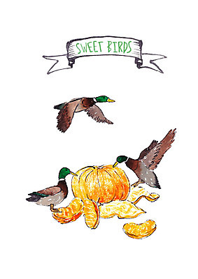 PSD 오렌지 과일 일러스트 조류 붓터치 수채화 세마리 사람없음 먹기 청둥오리 국내일러스트 동물 모션 오리 3 파일형식