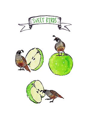 PSD 과일 일러스트 조류 붓터치 수채화 세마리 사람없음 사과 먹기 청사과 반쪽사과 국내일러스트 동물 모션 3 파일형식