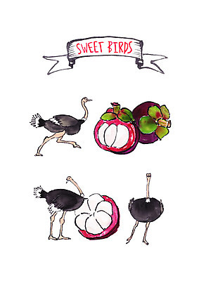 PSD 과일 일러스트 조류 붓터치 수채화 세마리 사람없음 열대과일 타조 망고스틴 국내일러스트 동물 3 파일형식