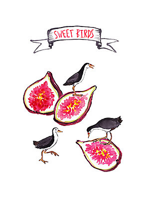 PSD 과일 일러스트 조류 붓터치 수채화 세마리 사람없음 먹기 무화과 국내일러스트 동물 모션 3 파일형식