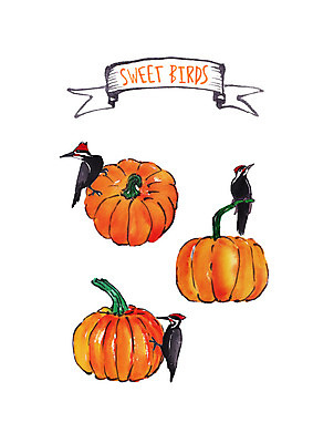 PSD 일러스트 조류 호박 붓터치 수채화 세마리 사람없음 늙은호박 딱다구리 국내일러스트 동물 채소 3 파일형식