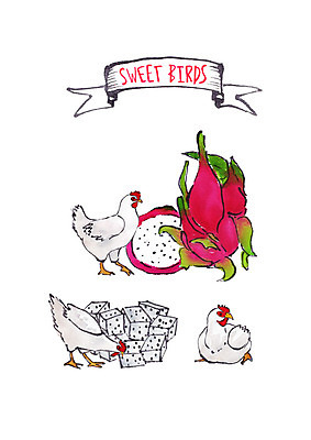 PSD 과일 일러스트 조류 붓터치 수채화 세마리 사람없음 닭 열대과일 용과 국내일러스트 동물 3 파일형식