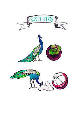 PSD 두마리 과일 일러스트 조류 붓터치 수채화 사람없음 공작 먹기 열대과일 망고스틴 국내일러스트 동물 2 모션 파일형식