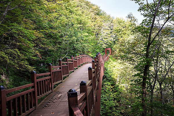 포토 JPG 주간 나무 자연 풍경 사람없음 야외 울릉도 등산로 구름다리 가교 국내포토 자연요소 식물 건축물 섬 등산 다리_건축물 경상북도 생태계 파일형식